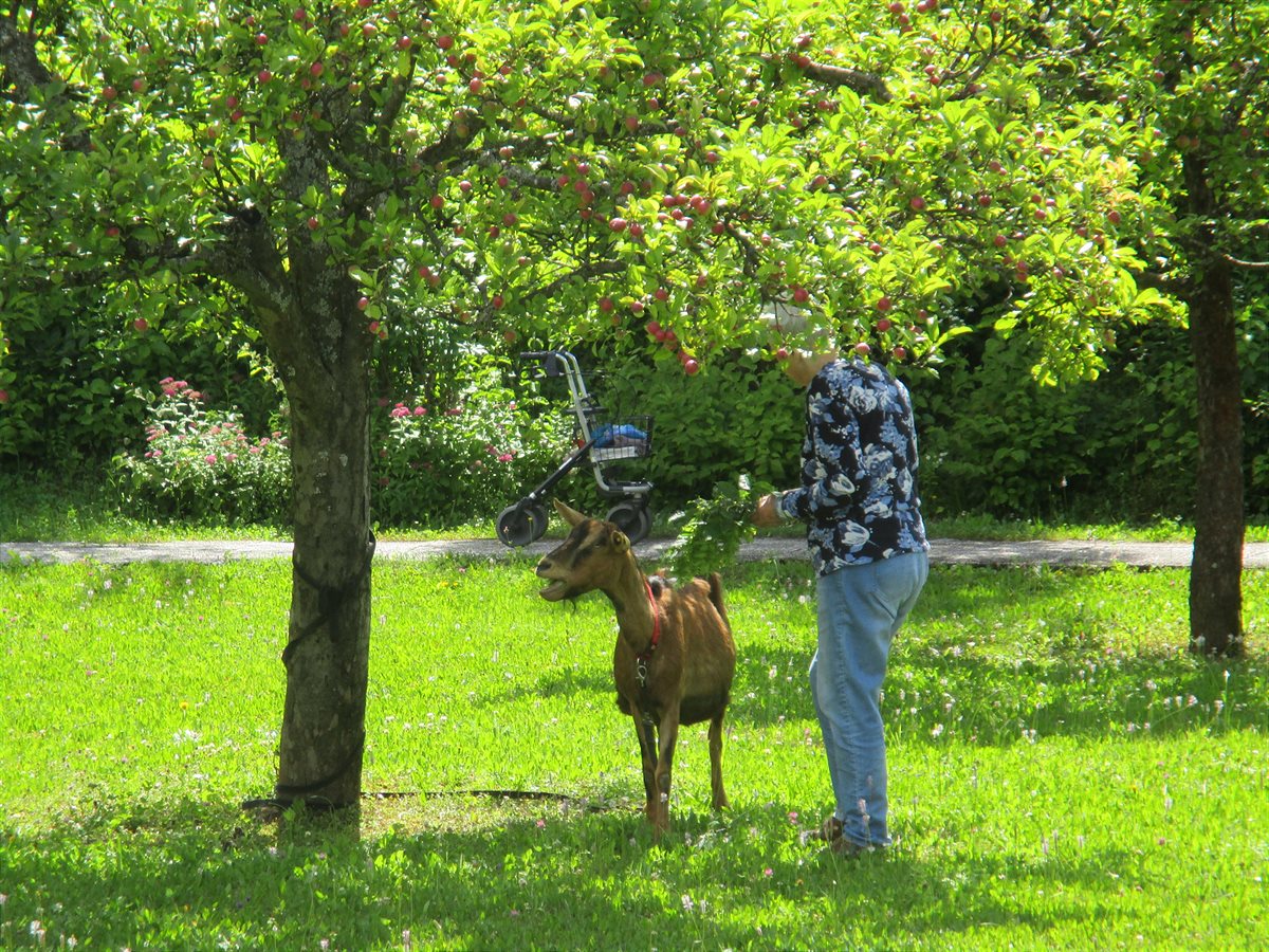 Projekt Tiertherapie für Seniorinnen und Senioren (Kärnten)